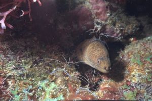 Moray Eel, St. Lucia, Drift dive at the Pitons with Sea a... by Brian Perry 